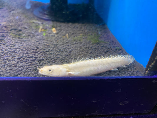 Platinum Endlecheri Bichir 3"