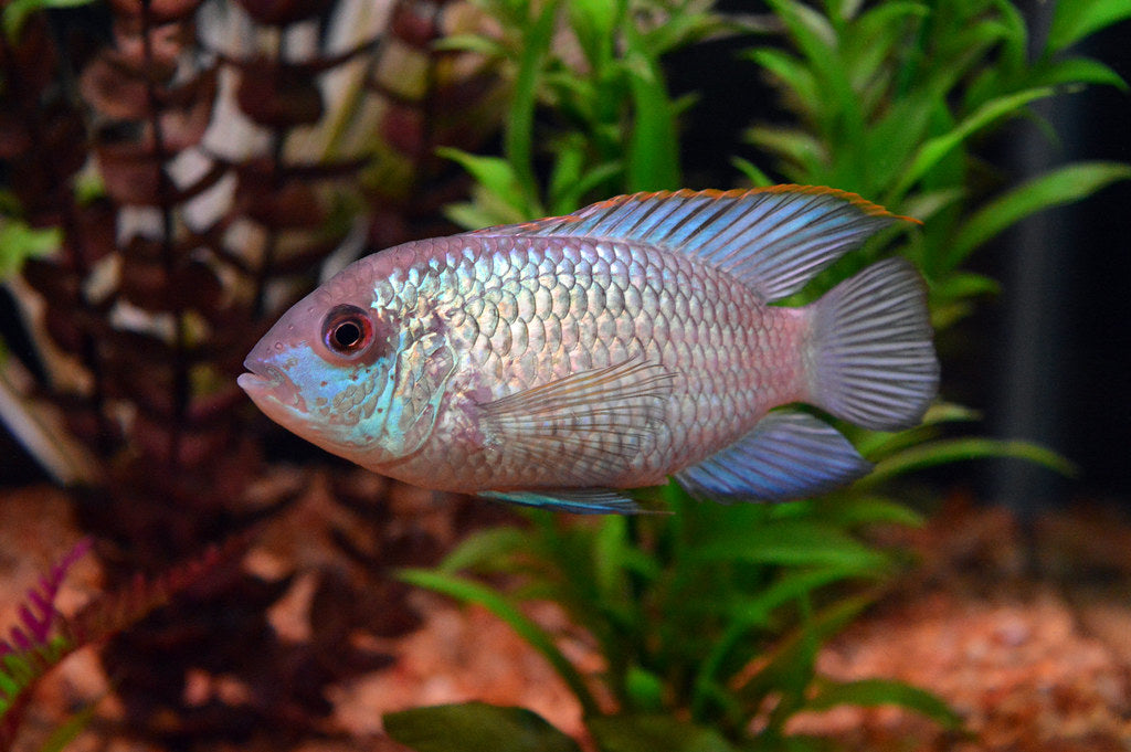 Electric Blue Acara 2