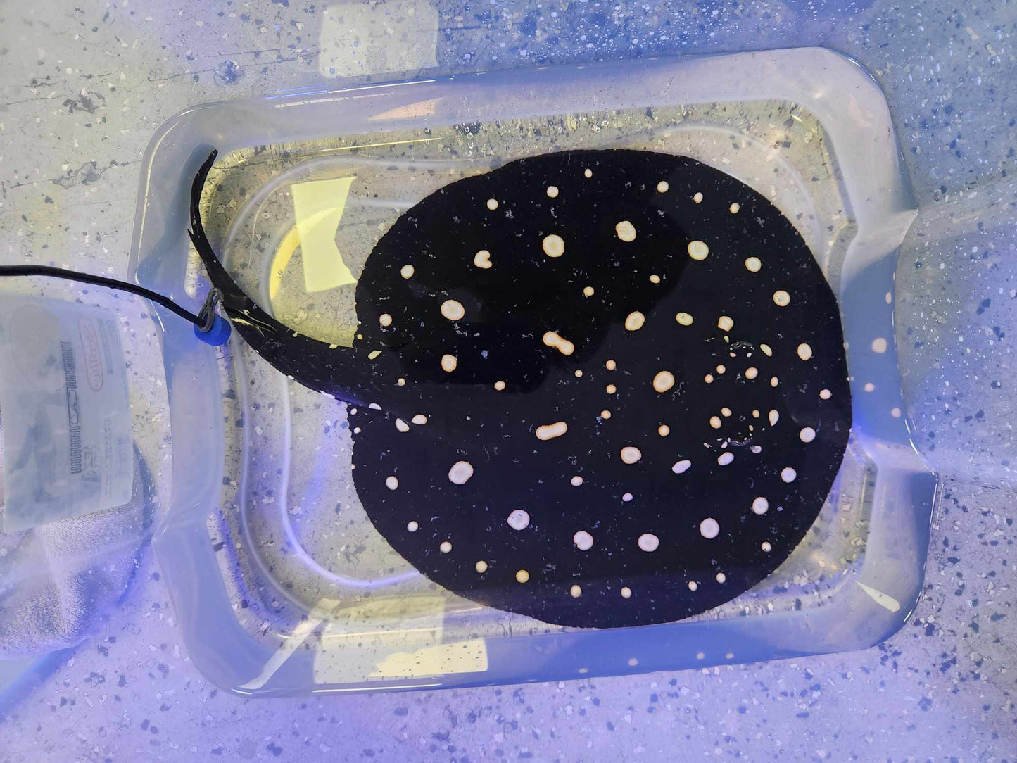 Black Diamond Stingray 14" Female