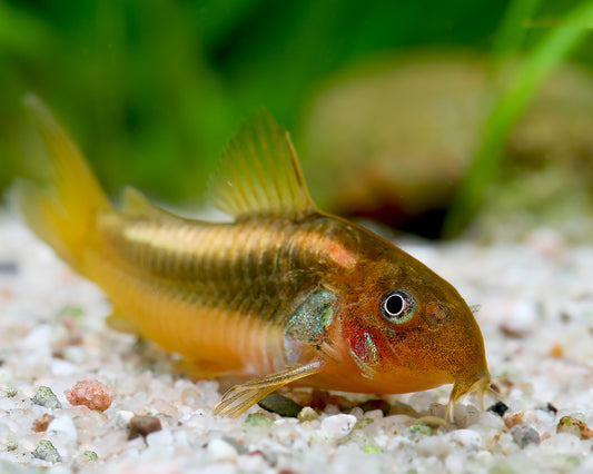 Gold Laser Corydoras 1"