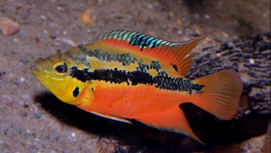 Salvini Cichlids 2"