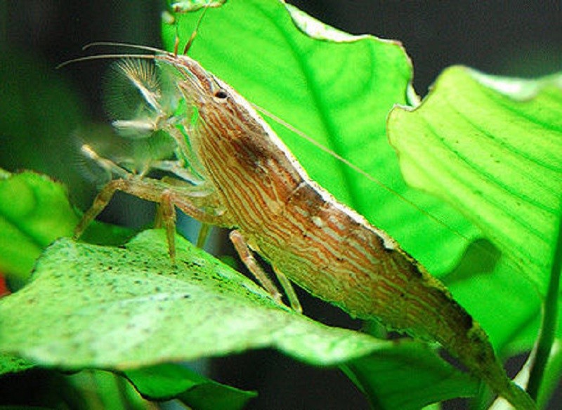 Bamboo Shrimps 2"-2.5"