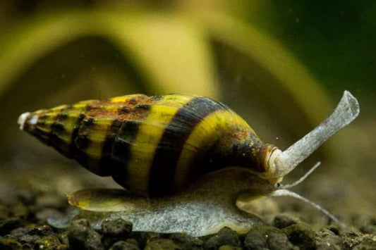 Assassin Snails