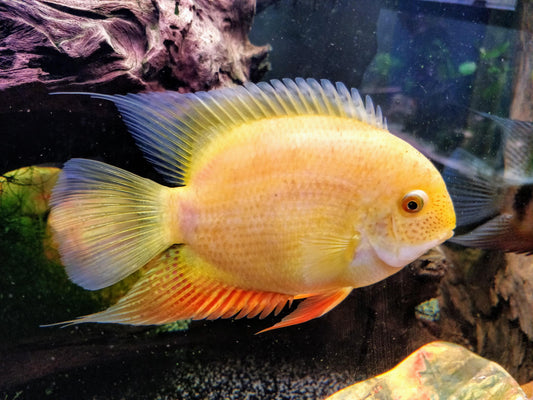 Gold Severums 1"