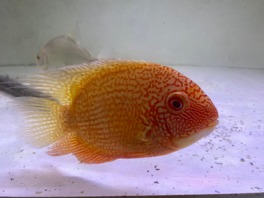 Red spotted golden severums 4-6"