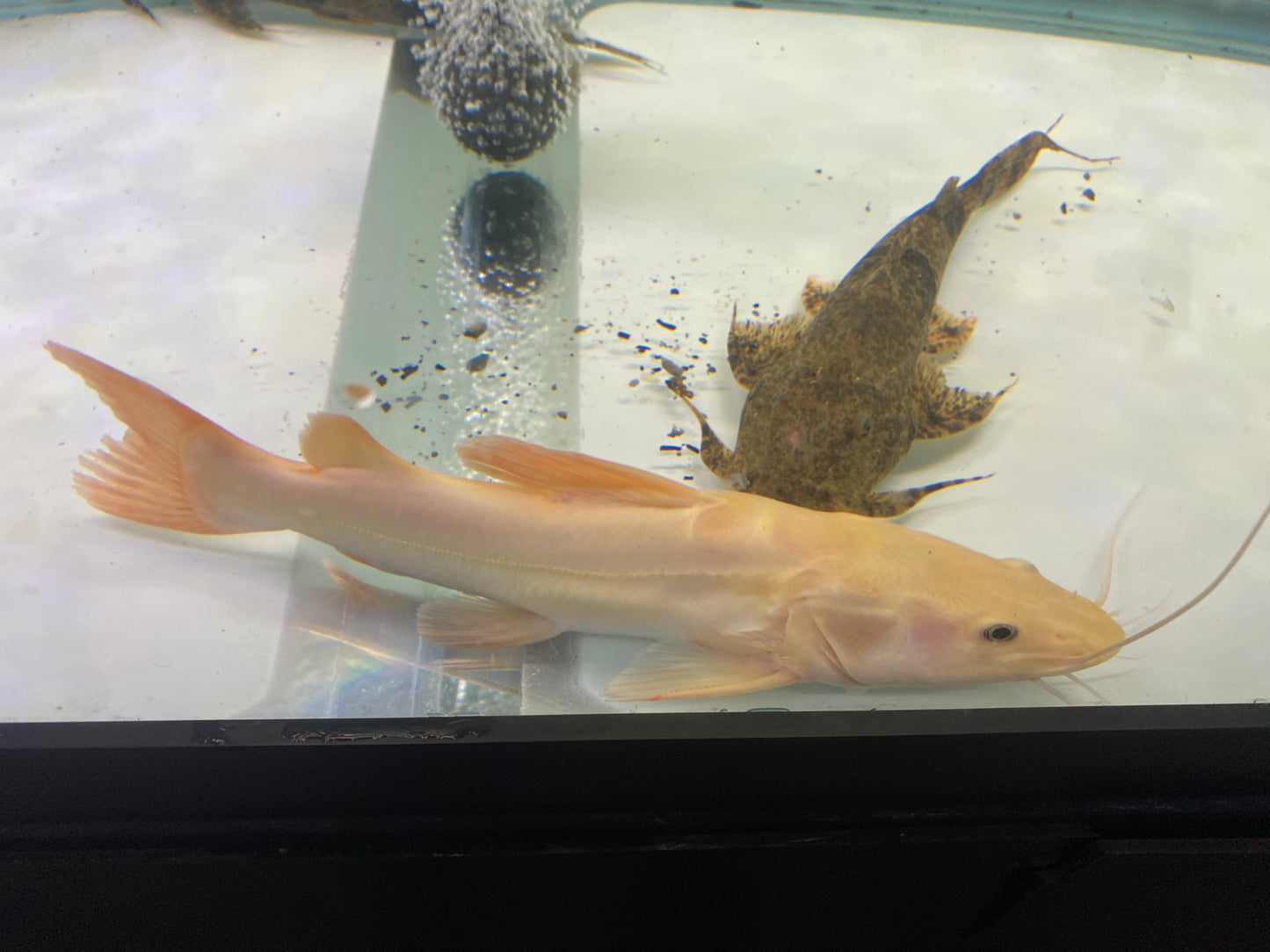 Platinum RedTail Catfish 8"