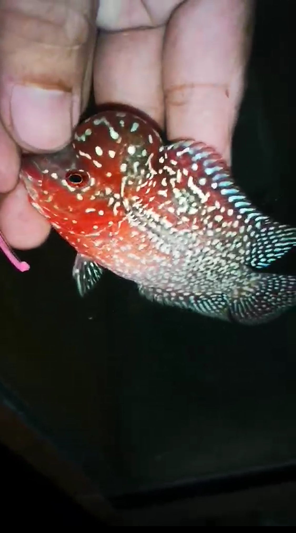 HQ Super Red Dragon Flowerhorn ( Male ) P-01