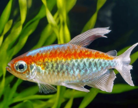 Congo Tetras 1"