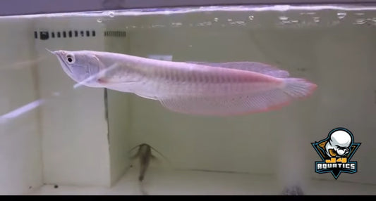 Silver Arowana 12"