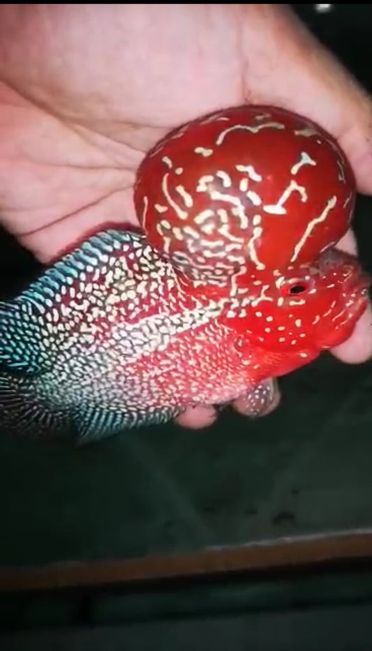 HQ SUPER RED DRAGON FLOWERHORN #2