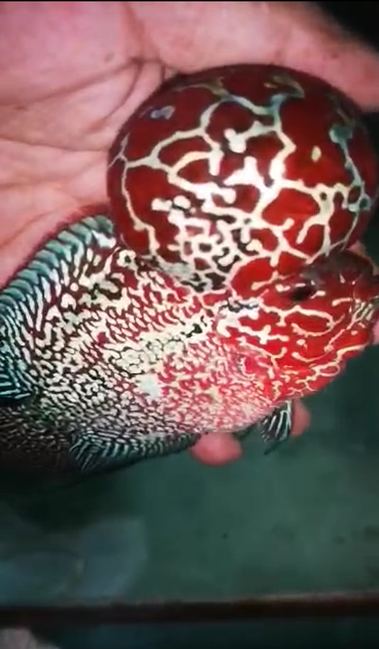 HQ SUPER RED DRAGON FLOWERHORN #1