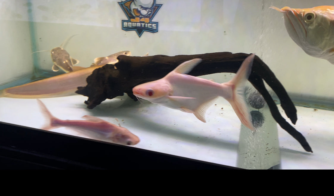 Sb Albino Irridescent Shark