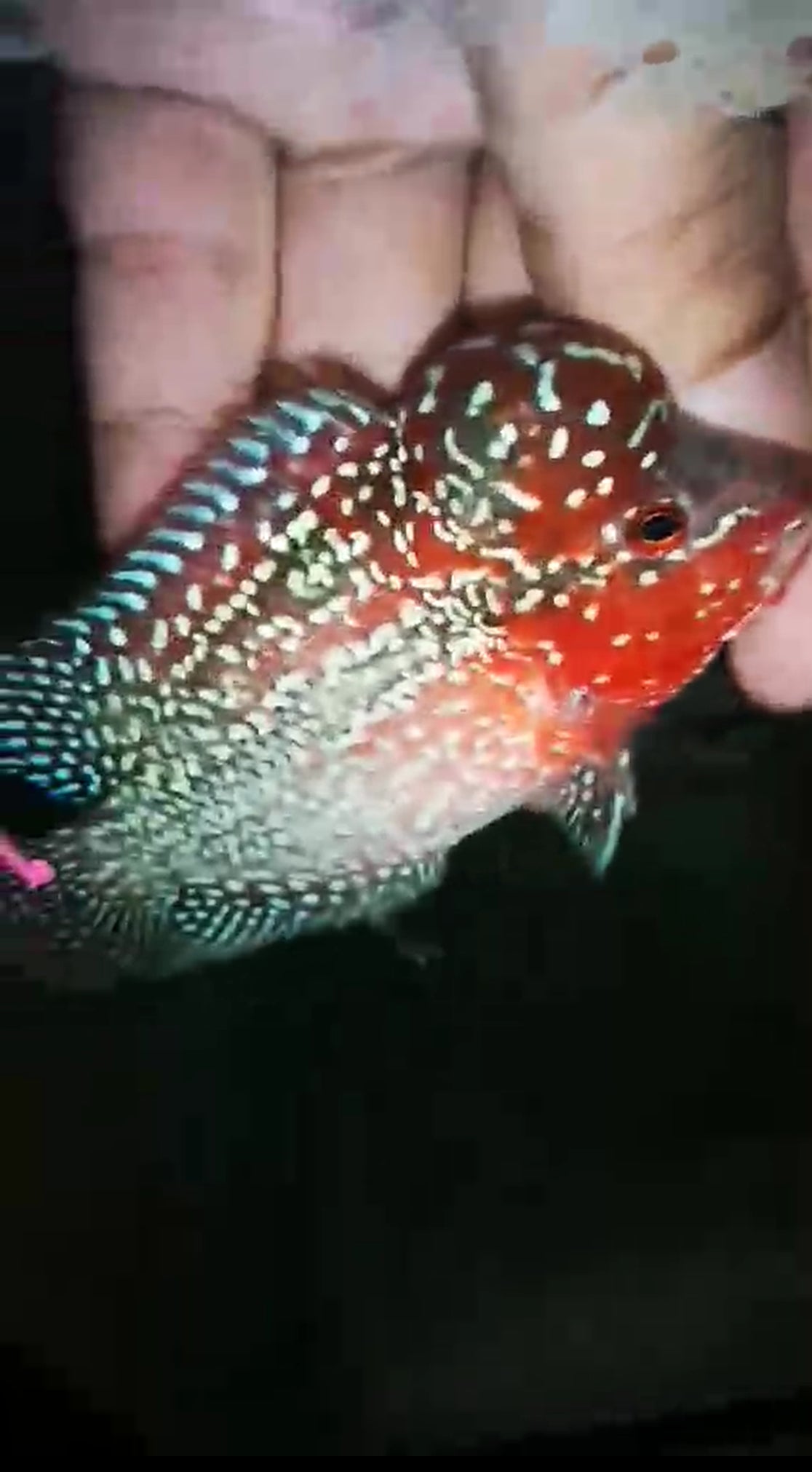 HQ Super Red Dragon Flowerhorn ( Male ) P-01