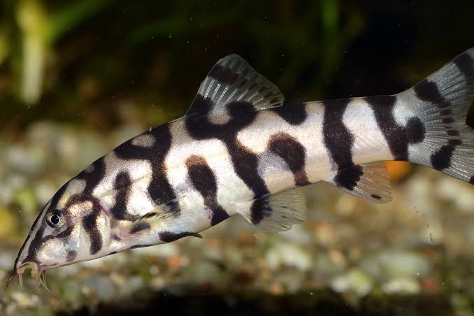 Yoyo Loach 1.5"