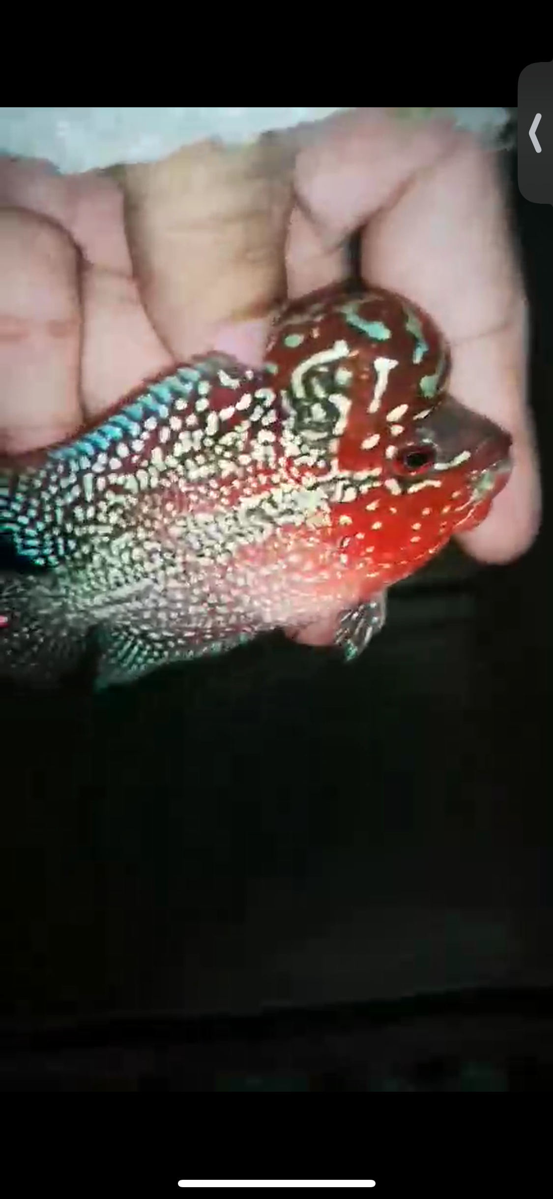 HQ Super Red Dragon Flowerhorn ( Male ) P-02