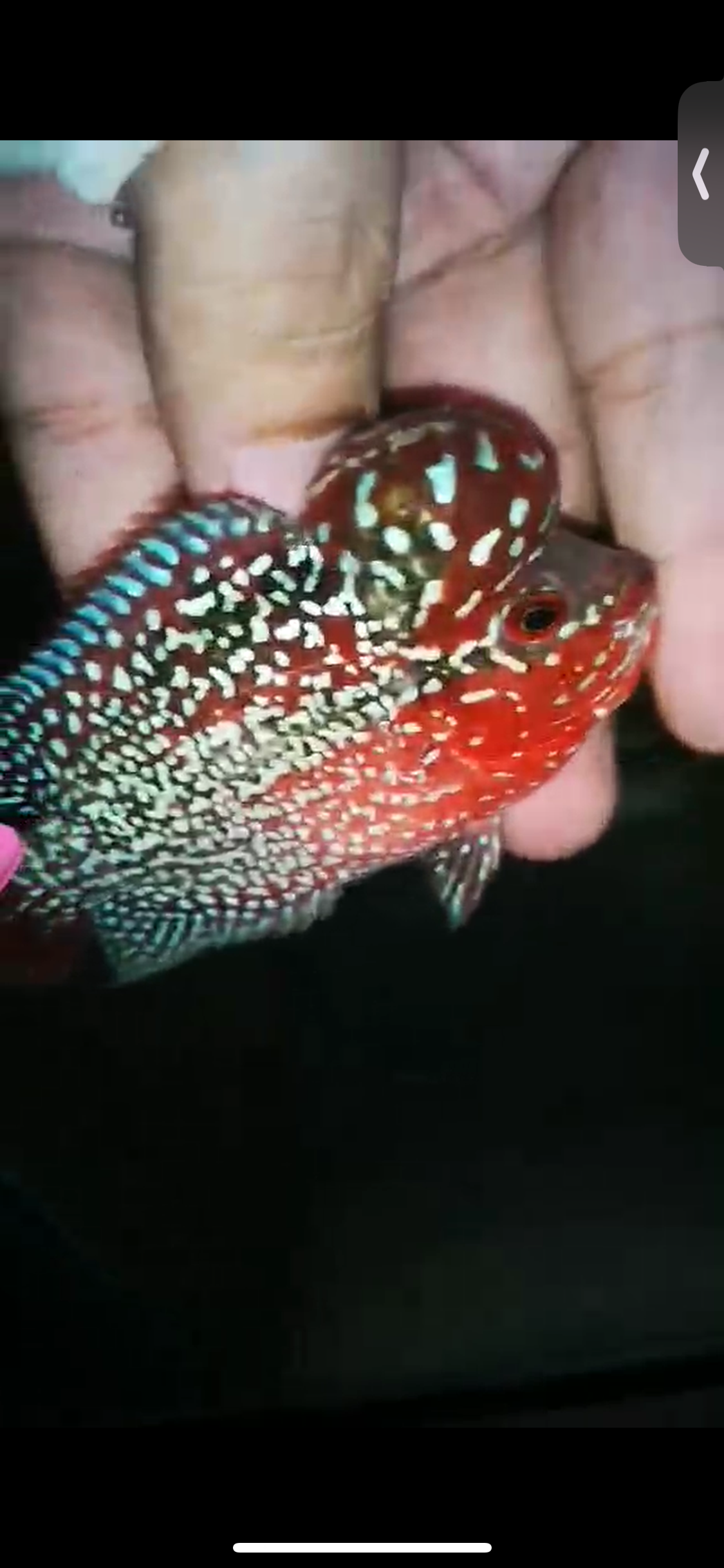 HQ Super Red Dragon Flowerhorn ( Male ) P-03