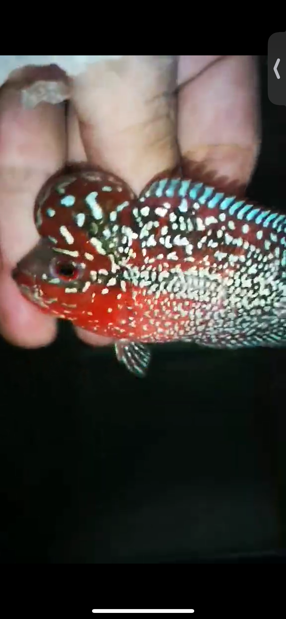 HQ Super Red Dragon Flowerhorn ( Male ) P-03