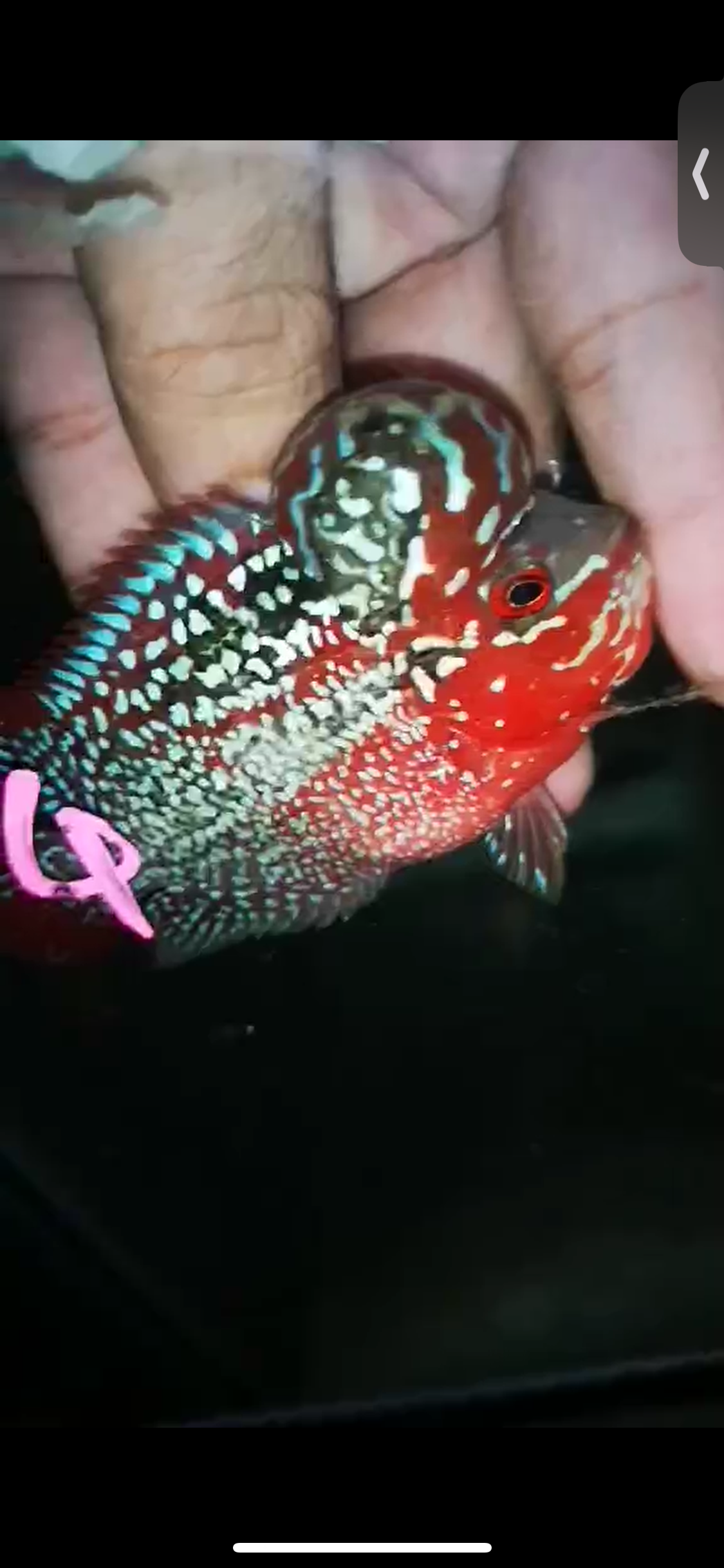 HQ Super Red Dragon Flowerhorn ( Male ) P-04