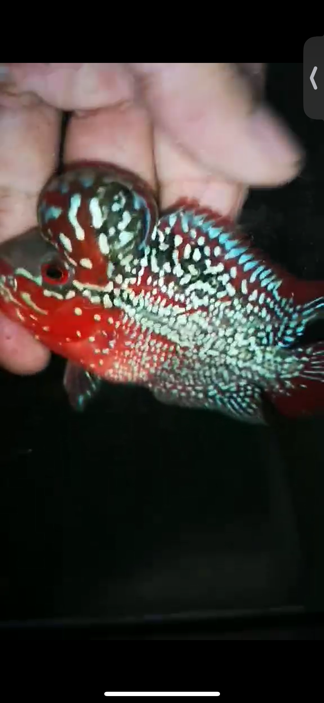 HQ Super Red Dragon Flowerhorn ( Male ) P-04