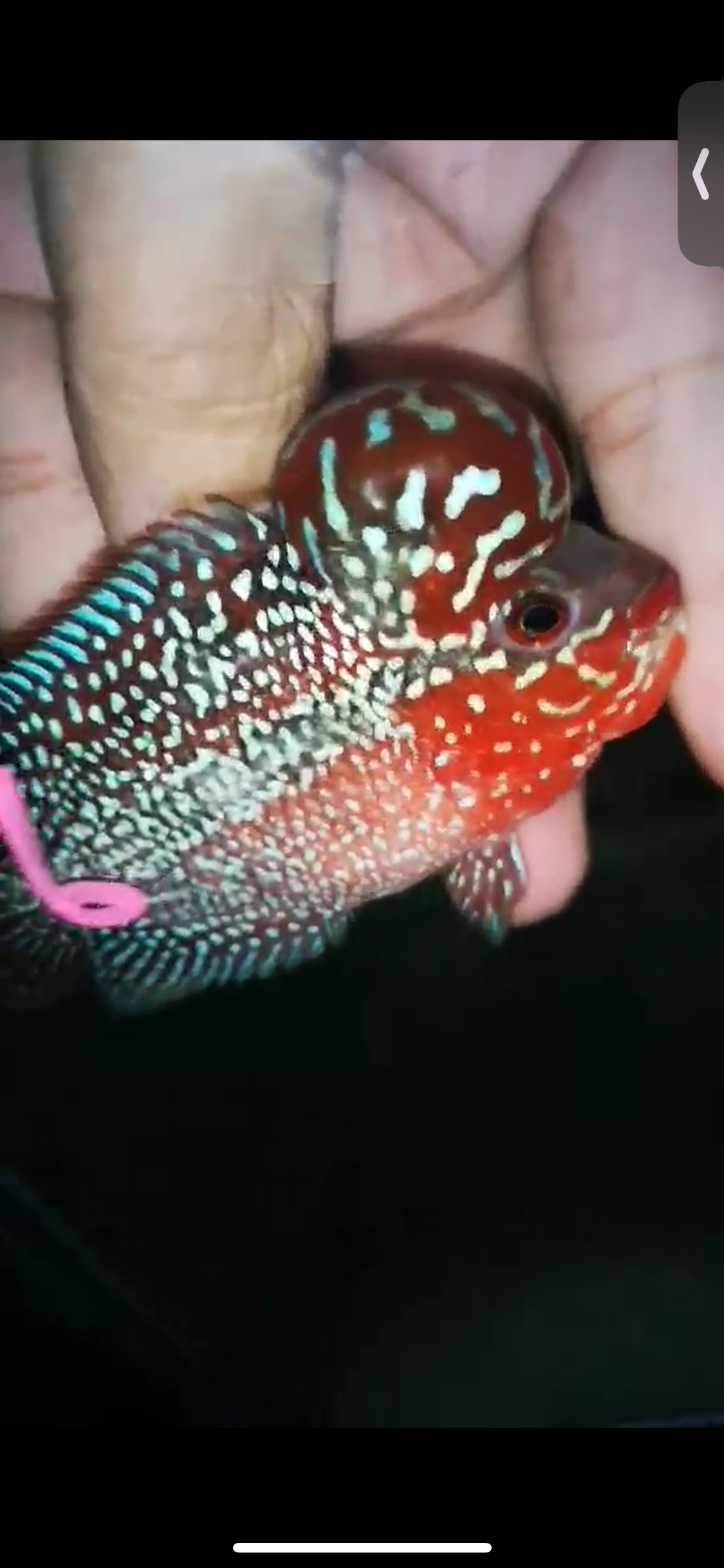 HQ Super Red Dragon Flowerhorn ( Male ) P-06