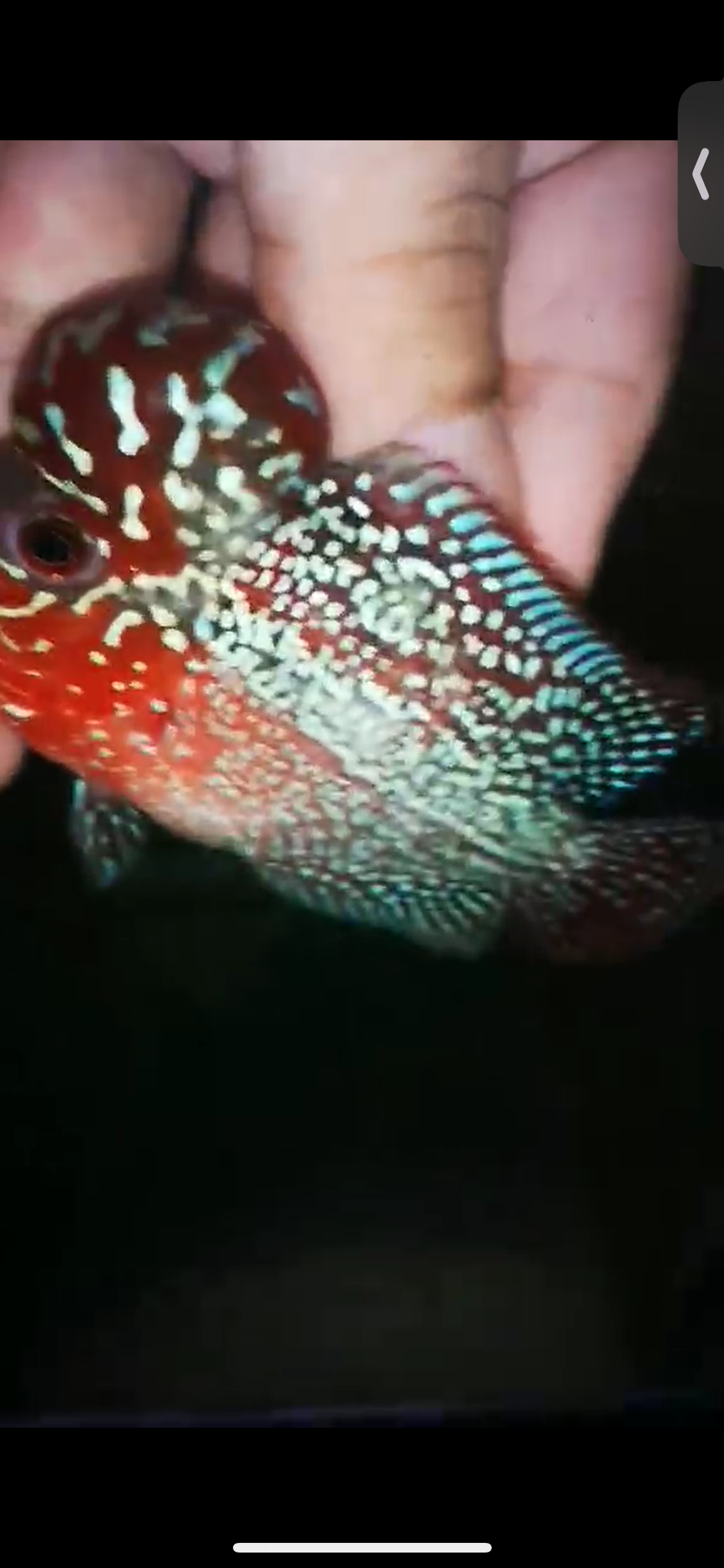 HQ Super Red Dragon Flowerhorn ( Male ) P-06