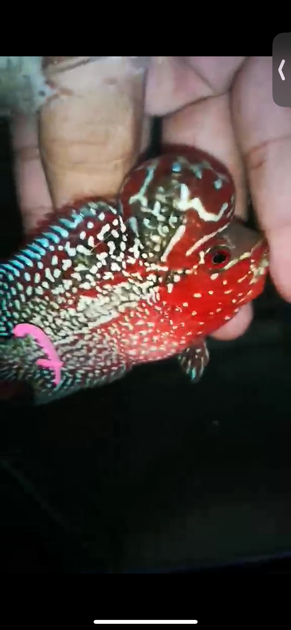 HQ Super Red Dragon Flowerhorn ( Male ) P-07