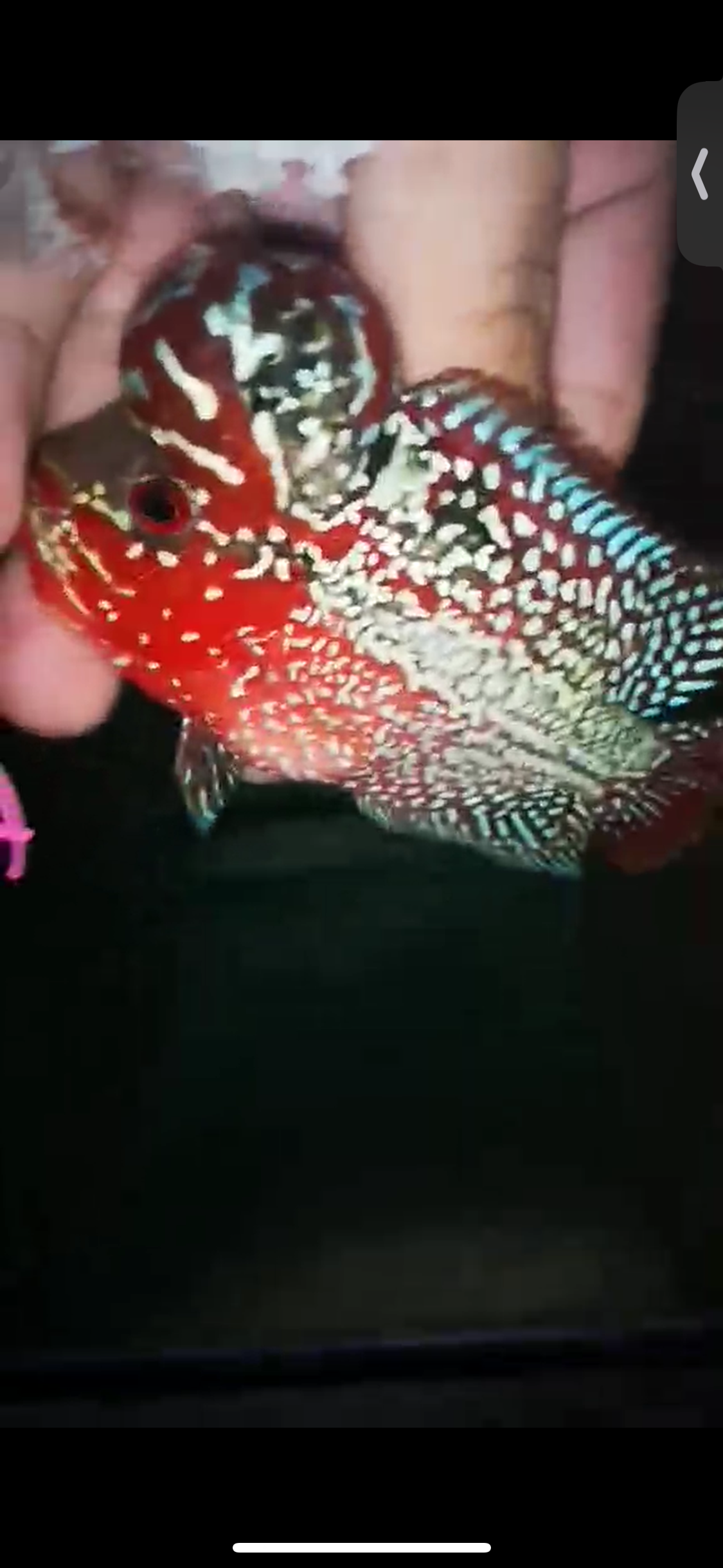 HQ Super Red Dragon Flowerhorn ( Male ) P-07