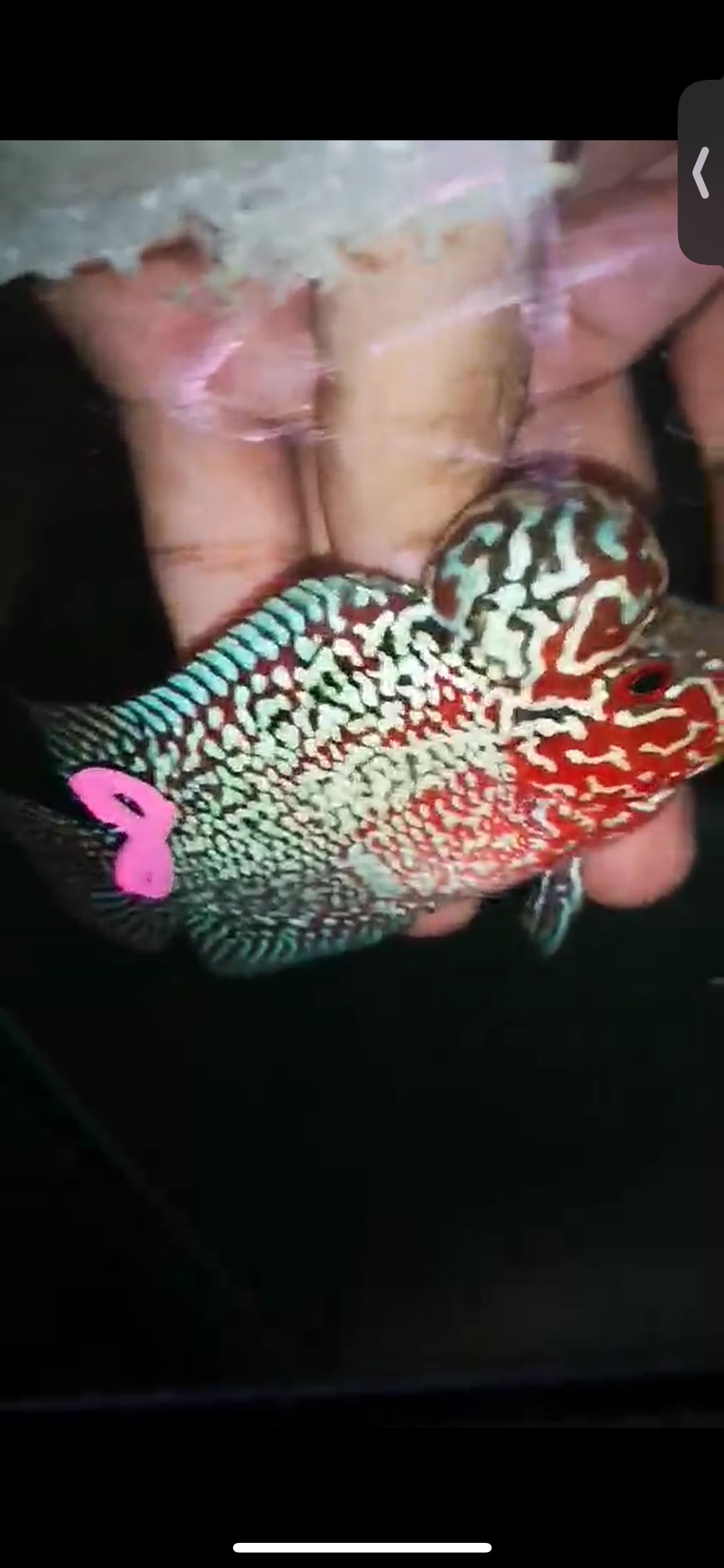 HQ Super Red Dragon Flowerhorn ( Male ) P-08