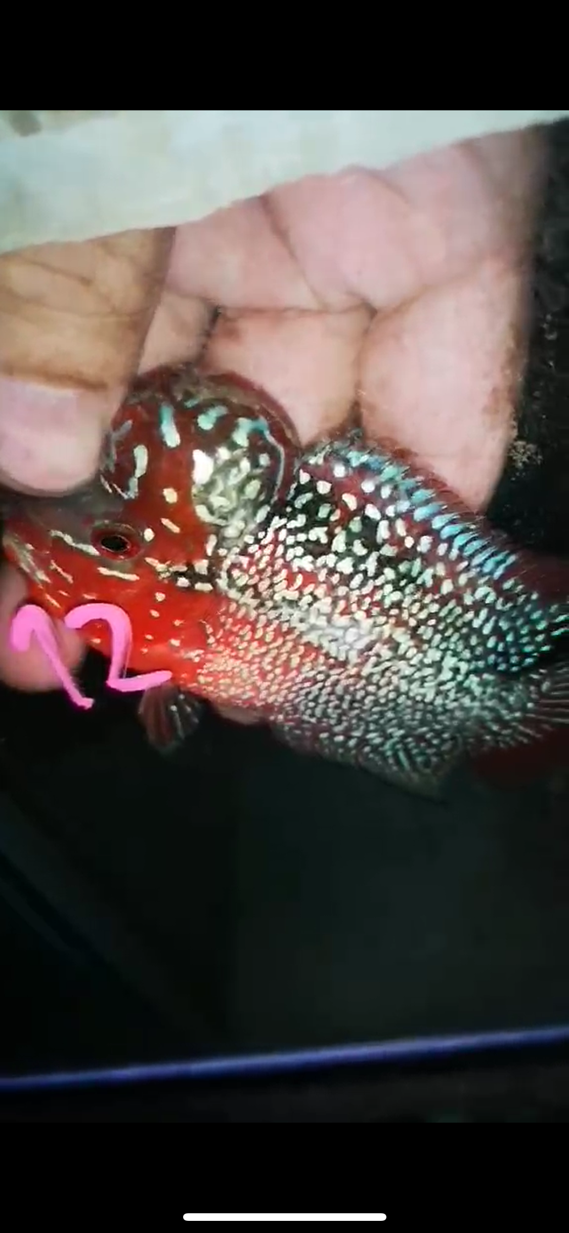 HQ Super Red Dragon Flowerhorn ( Male ) P-13