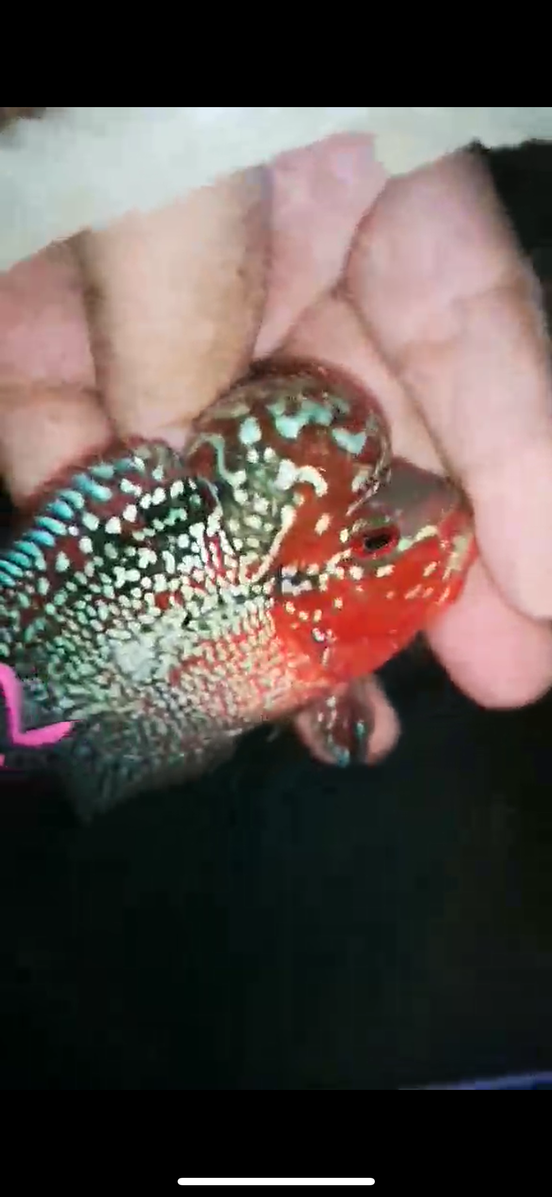 HQ Super Red Dragon Flowerhorn ( Male ) P-13