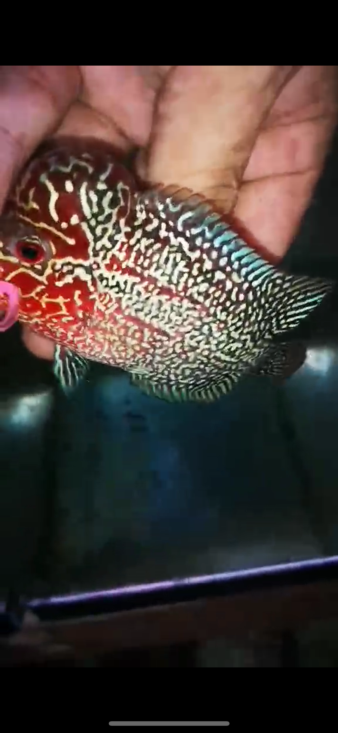 HQ Super Red Dragon Flowerhorn ( Male ) P-12