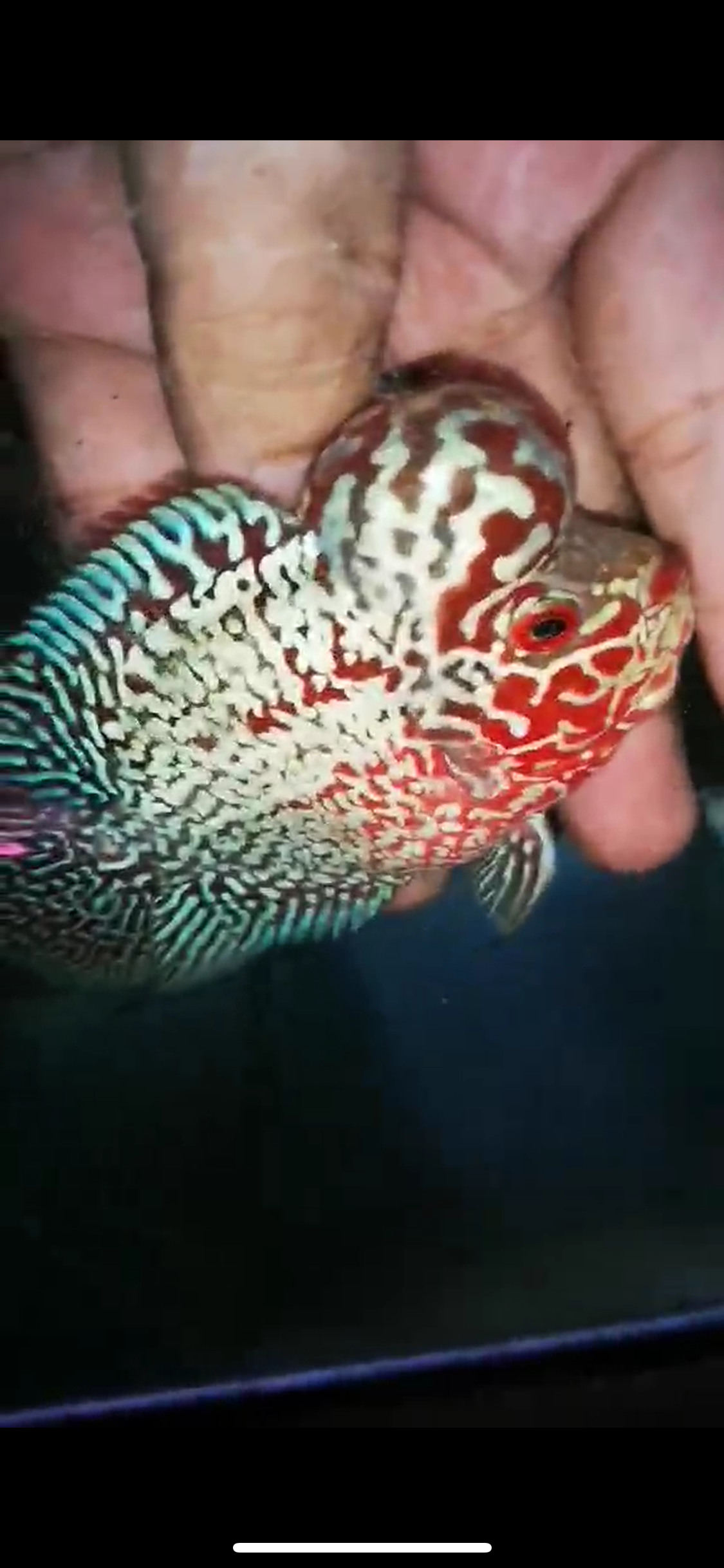 HQ Super Red Dragon Flowerhorn ( Male ) P-14