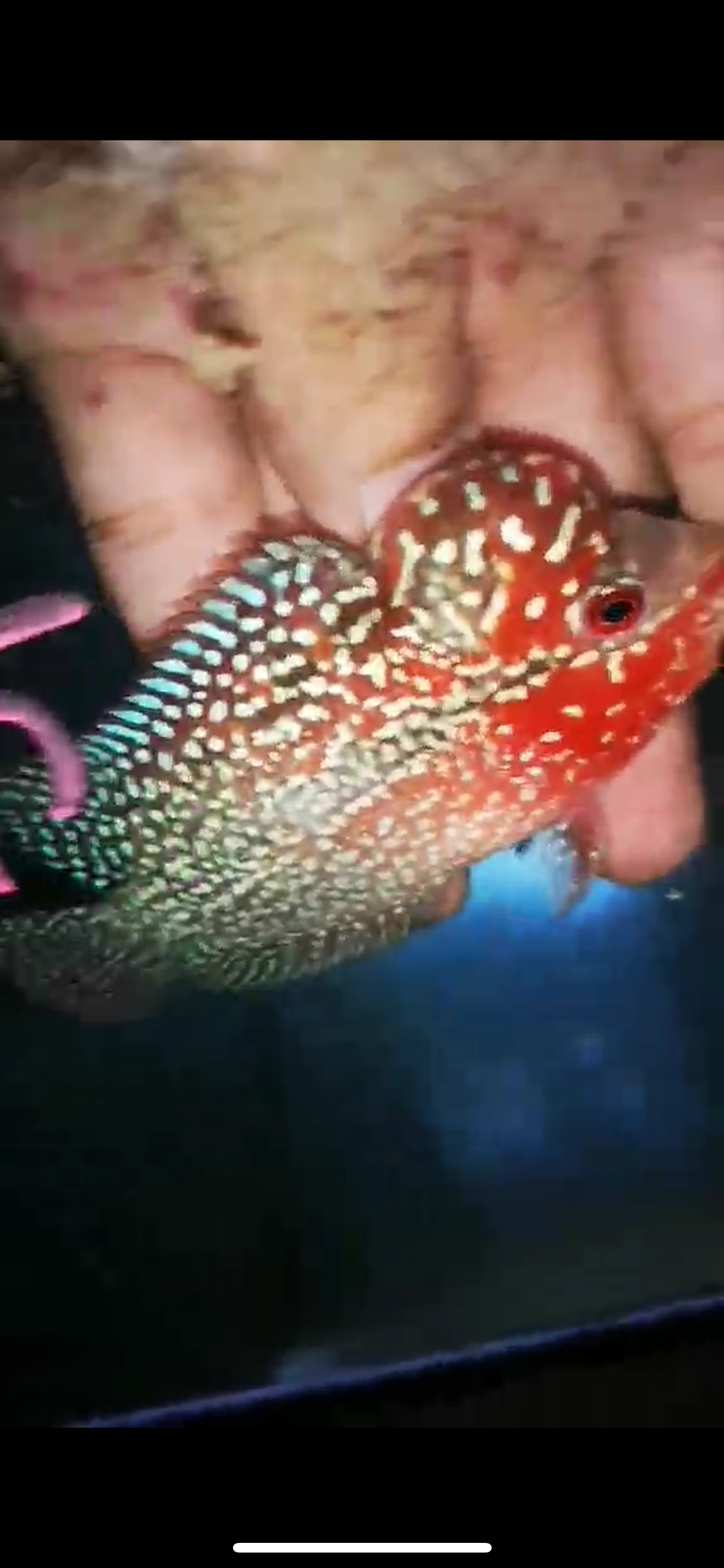 HQ Super Red Dragon Flowerhorn ( Male ) P-15