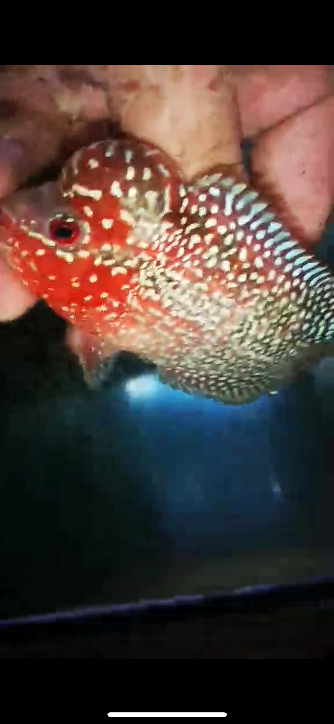 HQ Super Red Dragon Flowerhorn ( Male ) P-15