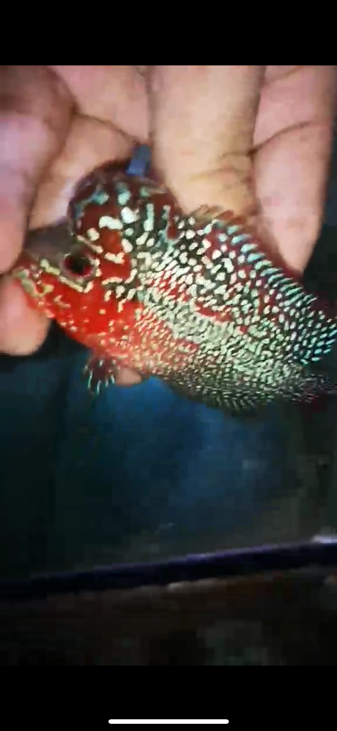 HQ Super Red Dragon Flowerhorn ( Male ) P-16