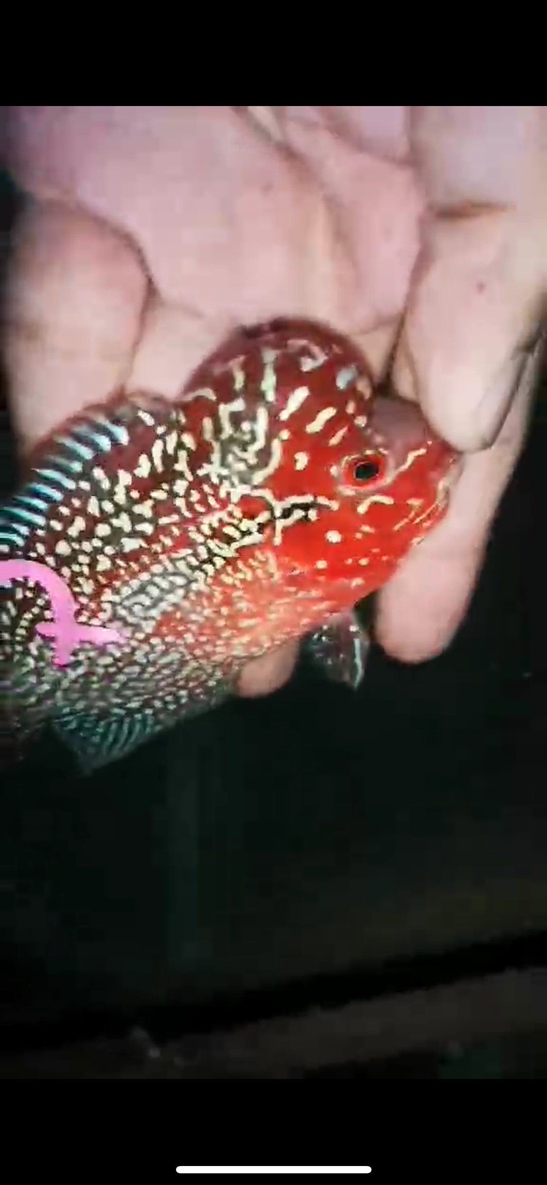 HQ Super Red Dragon Flowerhorn ( Male ) P-37