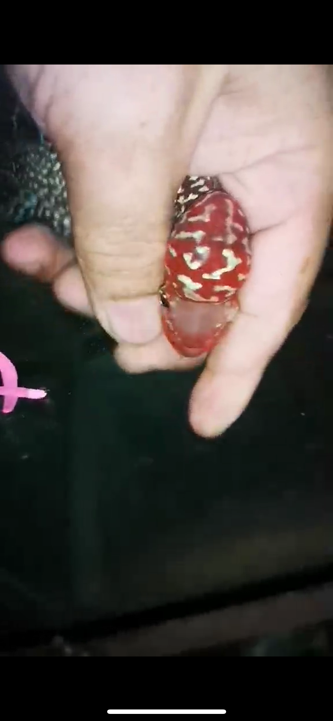 HQ Super Red Dragon Flowerhorn ( Male ) P-37