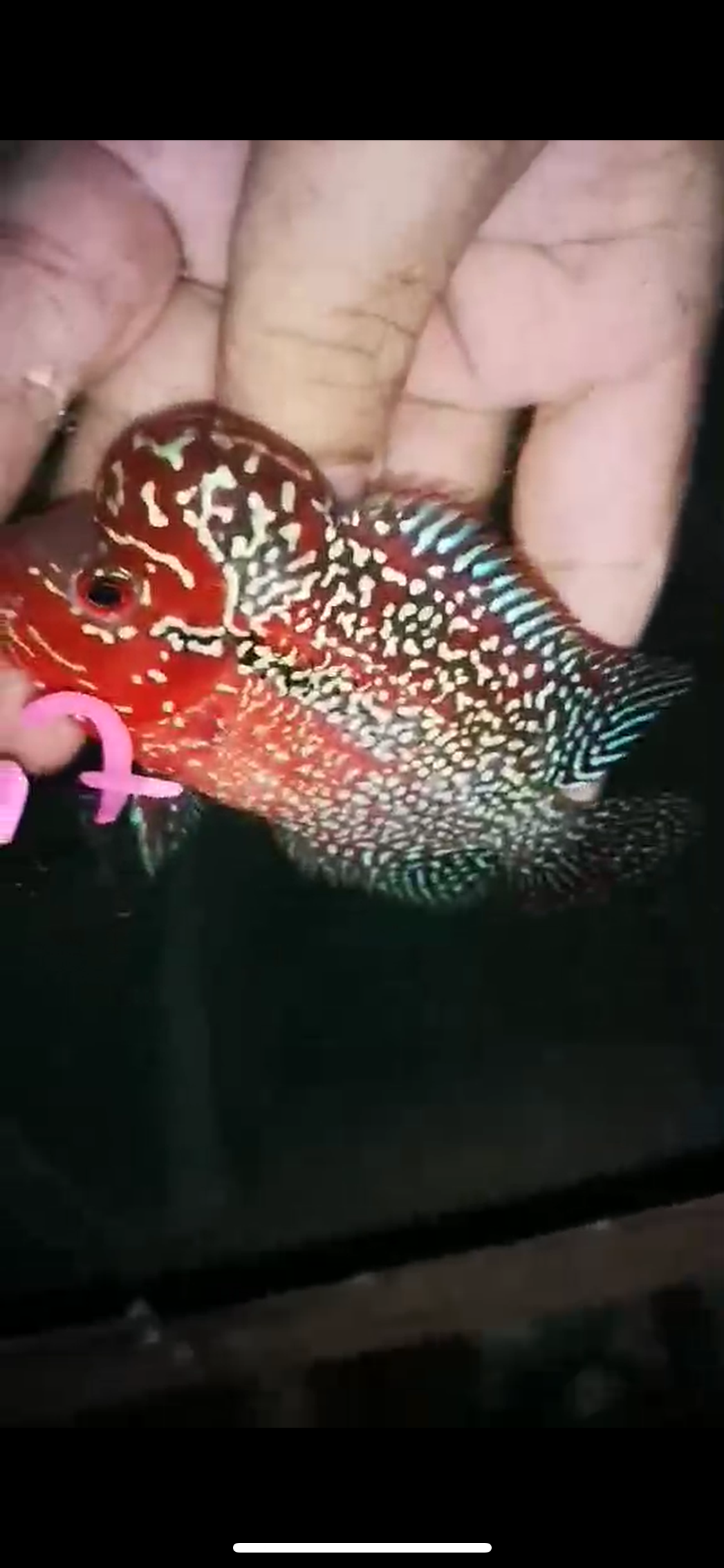 HQ Super Red Dragon Flowerhorn ( Male ) P-37