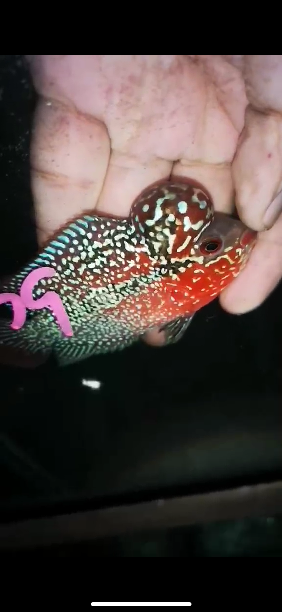 HQ Super Red Dragon Flowerhorn ( Male ) P-39