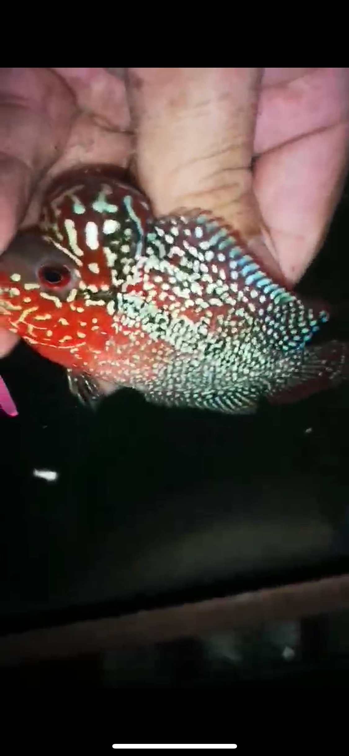 HQ Super Red Dragon Flowerhorn ( Male ) P-39