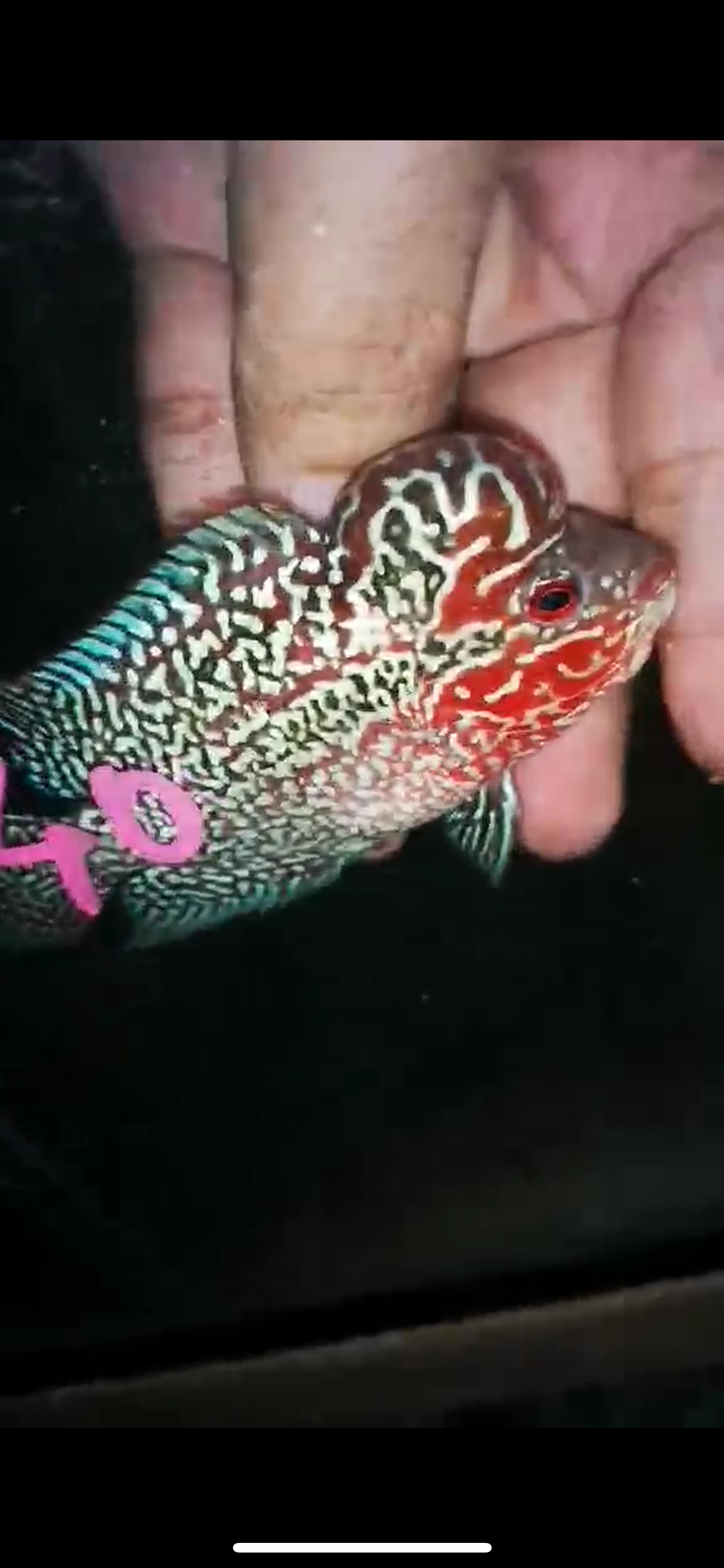 HQ Super Red Dragon Flowerhorn ( Male ) P-40