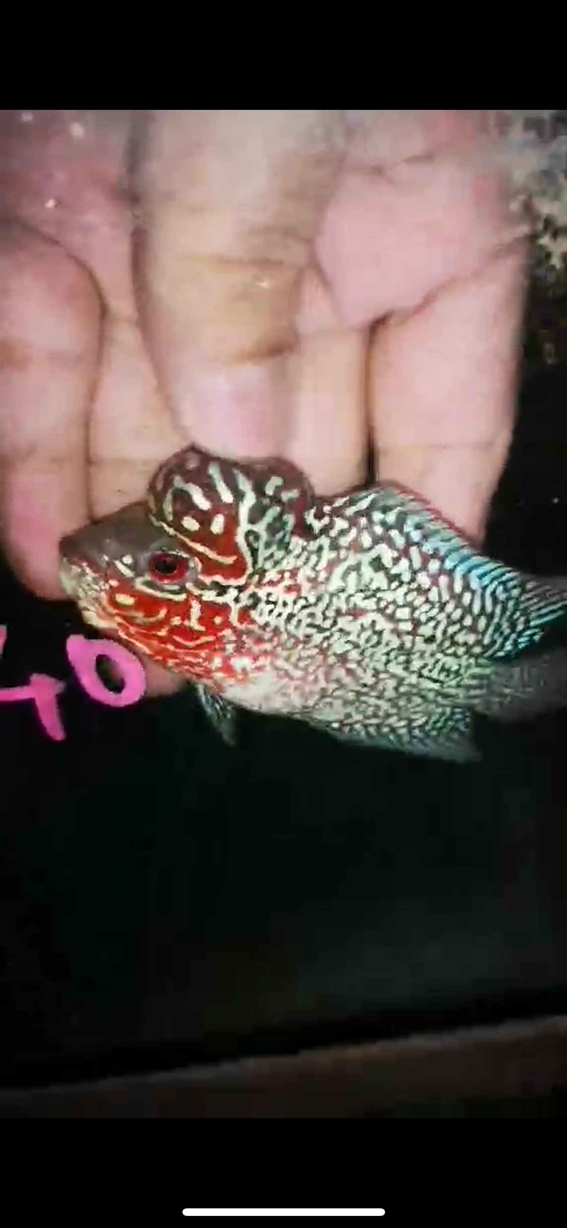 HQ Super Red Dragon Flowerhorn ( Male ) P-40