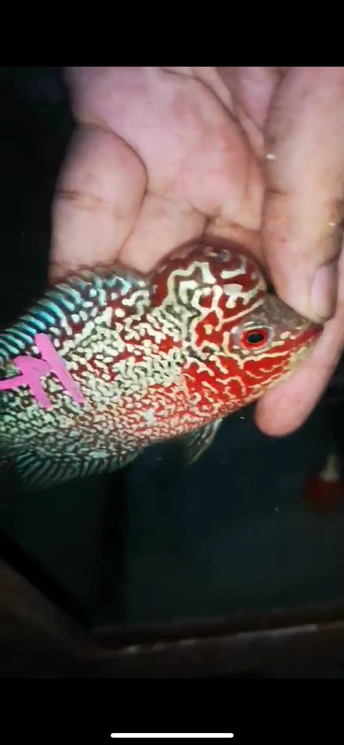 HQ Super Red Dragon Flowerhorn ( Male ) P-41