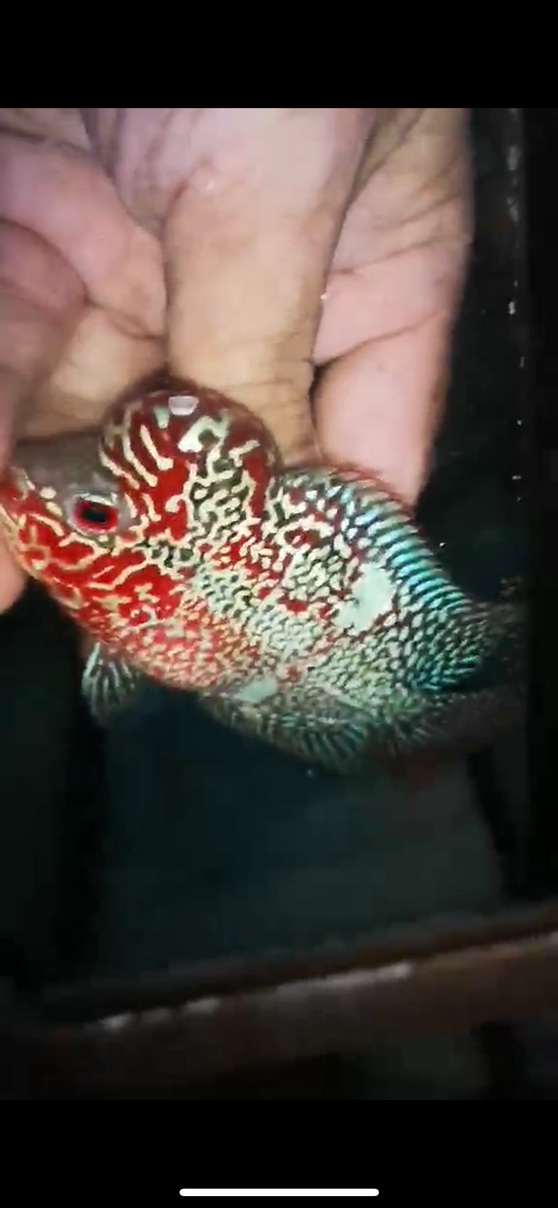 HQ Super Red Dragon Flowerhorn ( Male ) P-41