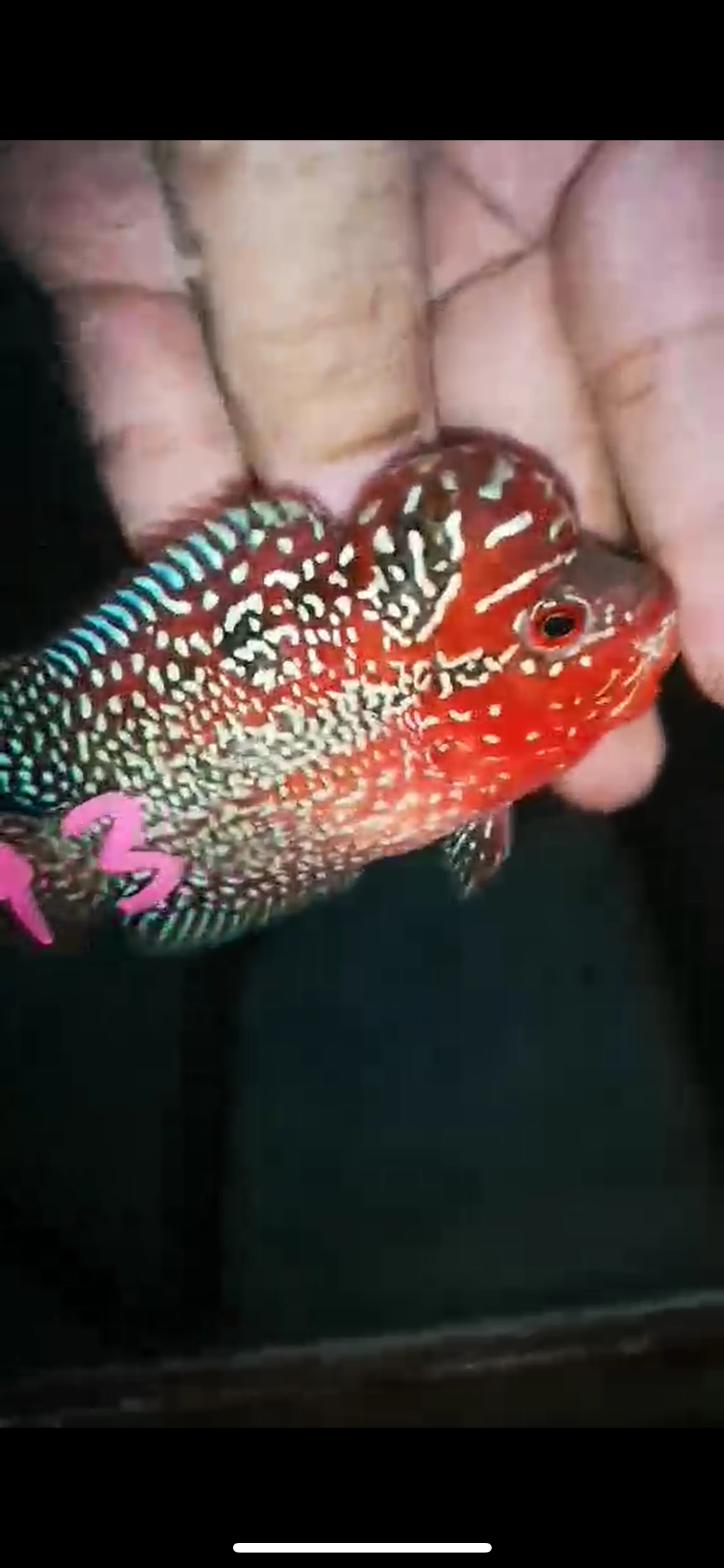 HQ Super Red Dragon Flowerhorn ( Male ) P-43