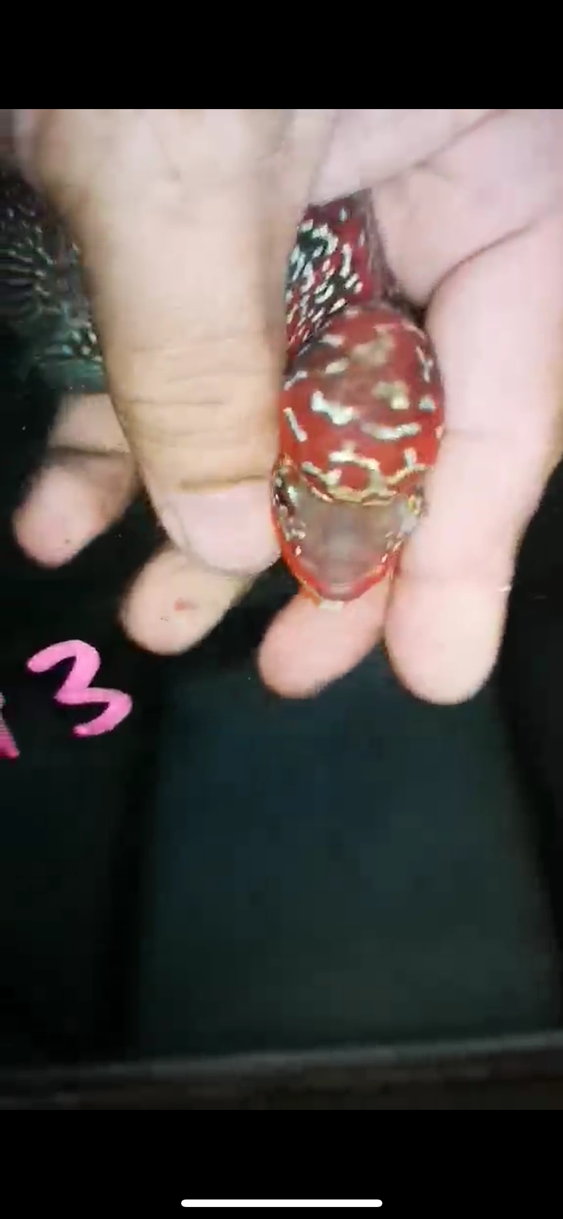 HQ Super Red Dragon Flowerhorn ( Male ) P-43