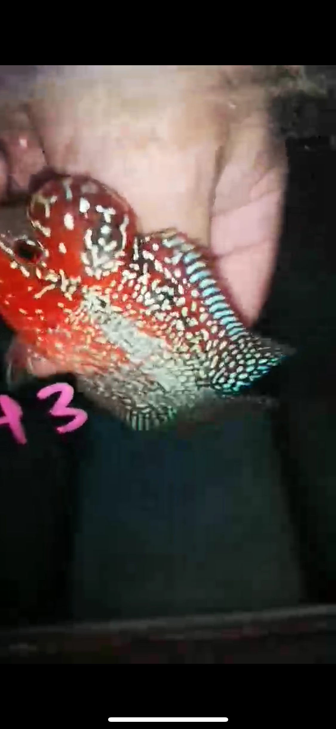 HQ Super Red Dragon Flowerhorn ( Male ) P-43