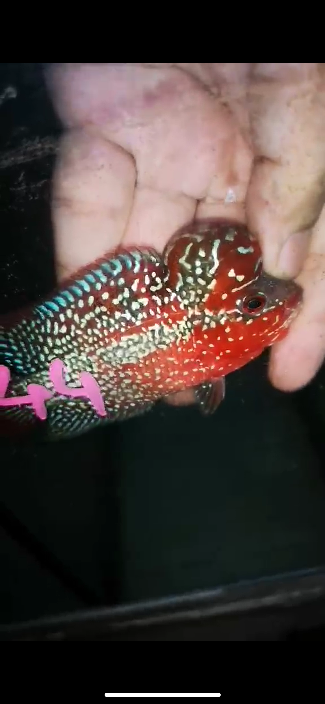 HQ Super Red Dragon Flowerhorn ( Male ) P-44