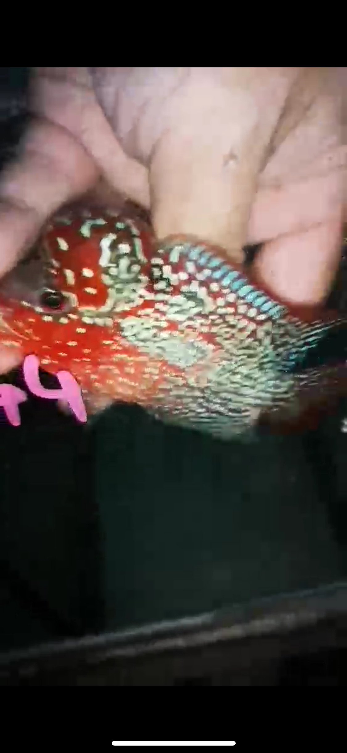 HQ Super Red Dragon Flowerhorn ( Male ) P-44