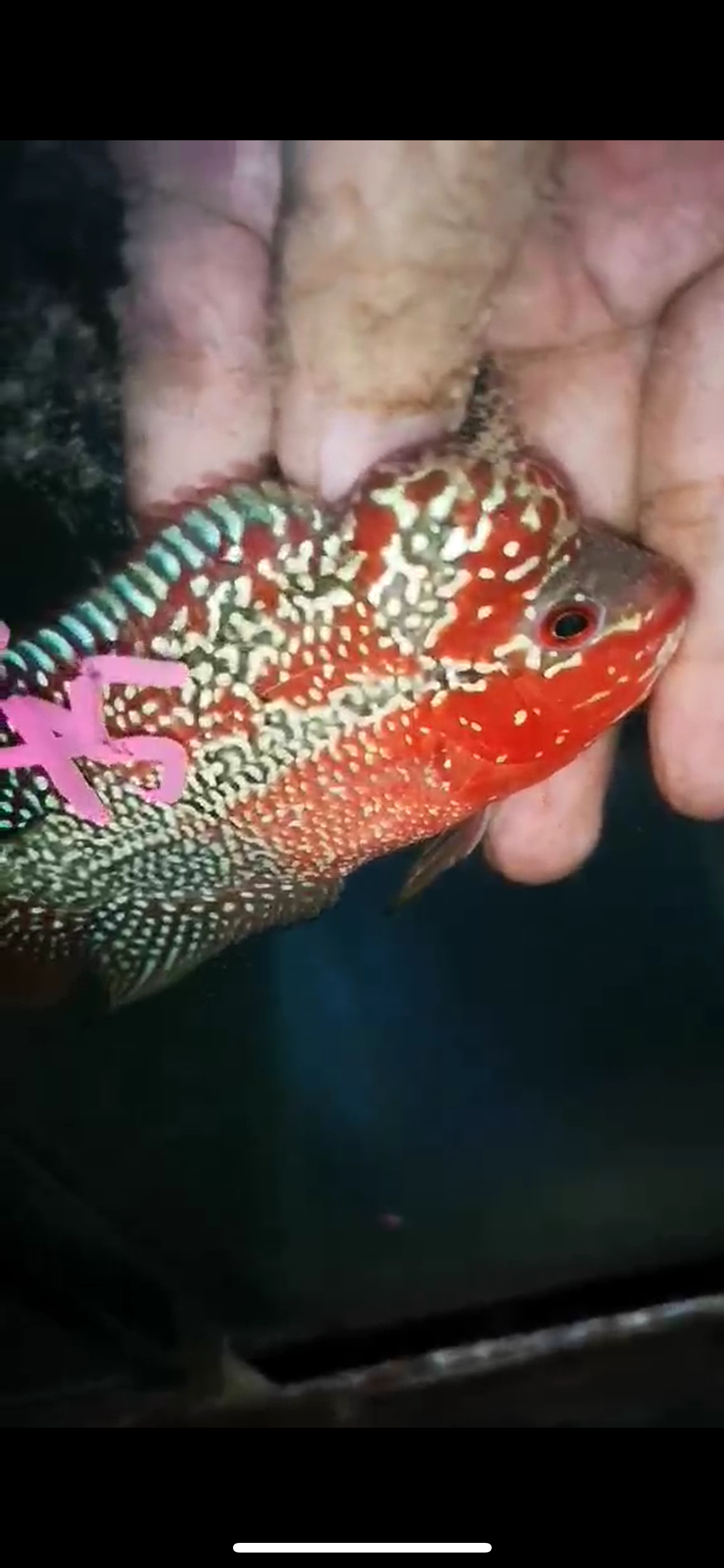 HQ Super Red Dragon Flowerhorn ( Male ) P-45